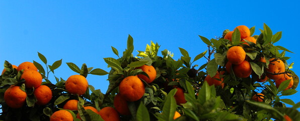 Banner of ripe mandarins with green leaves in front of a clear blue sky. Ripe fruits of mandarin -...