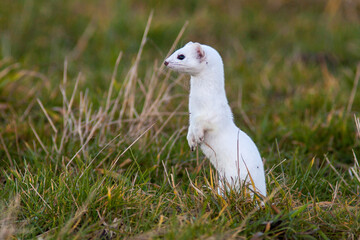 Hermelin (Mustela erminea)
