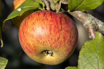 Ripe apple among the foliage. Close-up..