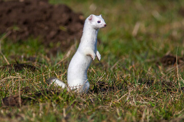 Hermelin (Mustela erminea)