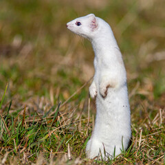 Hermelin (Mustela erminea)