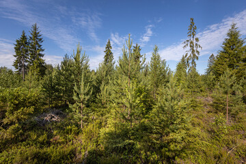 A young pine forest grows on the site of a felled forest.