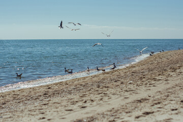 Seagulls flying over the sea shore