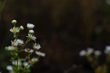 Morning dew on daysies