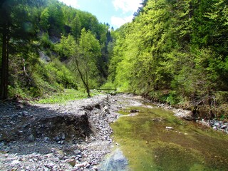 Stream next to a deciduous, temperate forest