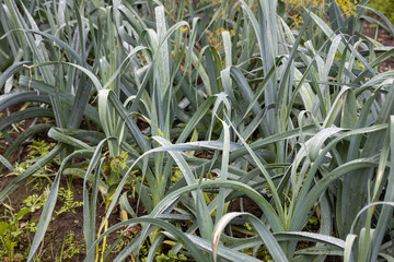 A garden bed with leeks.