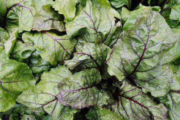 Raindrops on the surface of beet leaves.