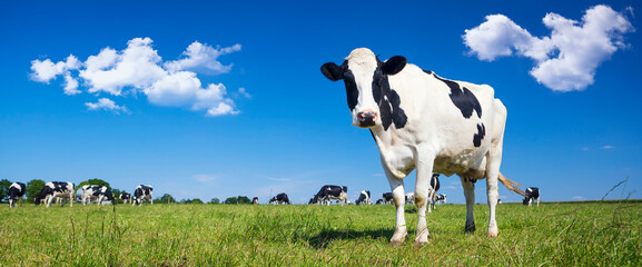Panoramisch zicht op zwart-witte koe