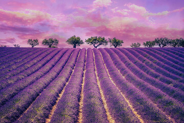 Beautiful Lavender field