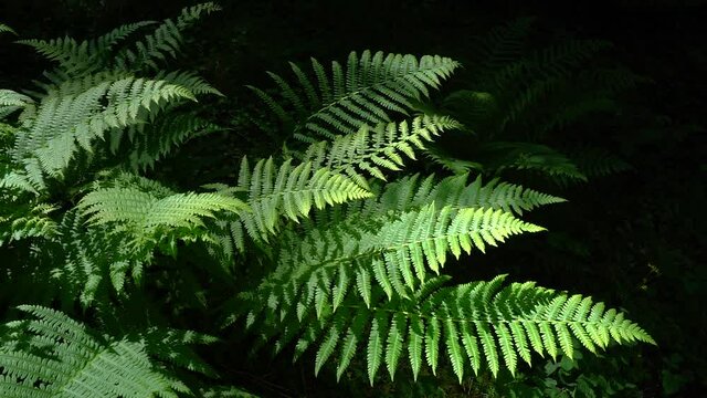 Farne im Wald beleuchtet vom Sonnenlicht - Nahaufnahme