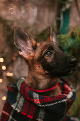 Little puppy in christmas decorations