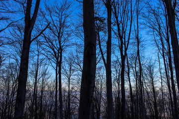 Sunset in the woods. The blue sky is starting to change color. The light disappears and it gets darker.