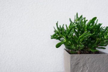 A green succulent in a modern grey pot stands on a black table