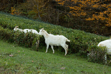Obraz premium a herd of goats on a tea plantation