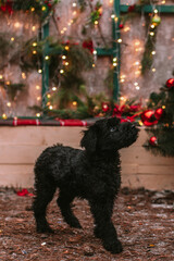 Little puppy in christmas decorations