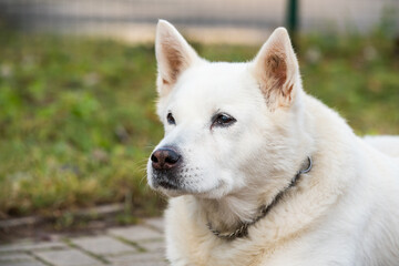 Old white swiss shepherd dog poses outside