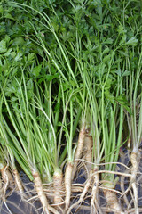 Harvested parsley with leaves and roots.