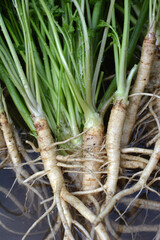 Harvested parsley with leaves and roots.