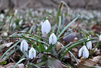 In the forest in spring snowdrops (Galanthus nivalis) bloom