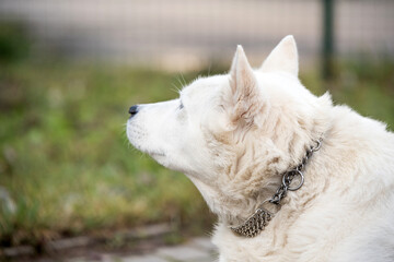 Obraz premium Old white swiss shepherd dog looking up outside