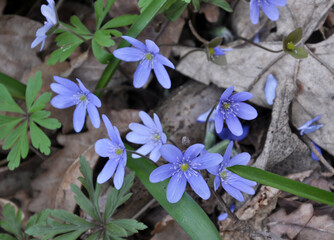 In spring, the Hepatica nobilis blooms in nature.
