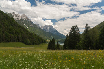alpine meadow in the mountains