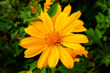 yellow flower