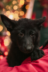 Little puppy in christmas decorations