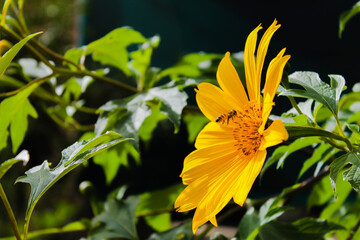bee on yellow flower