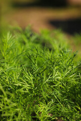 Dill herb growing in the garden for background use. Young green fresh dill grow background.