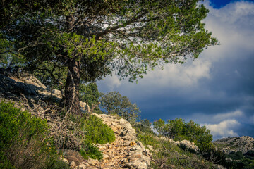 View of a path of the "Serra de Tramuntana".Mallorca, Balearic Islands