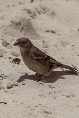 sparrow on the beach