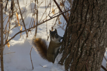 A Red Squirrel on a Tree