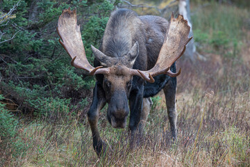 Bull Moose