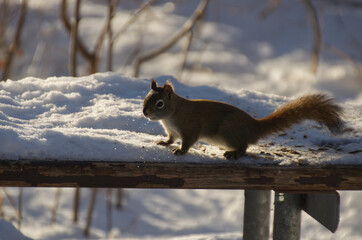 Obraz premium A Red Squirrel on a Snow-covered Picnic Table