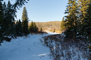 A Frozen Creek within Whitemud Park
