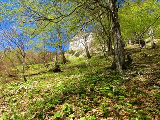 Slope covered in beech forest and white butterbur (Petasites albus) in Slovenia