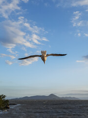 seagull in flight