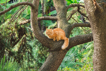 A ginger homeless cat sits on a tree branch.