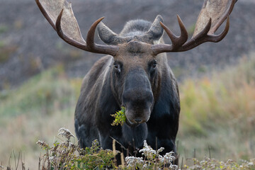 Bull Moose