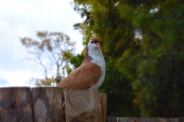 bird