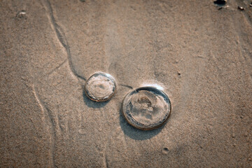 Fototapeta na wymiar Two small jellyfish are lying on the beach sand, close up