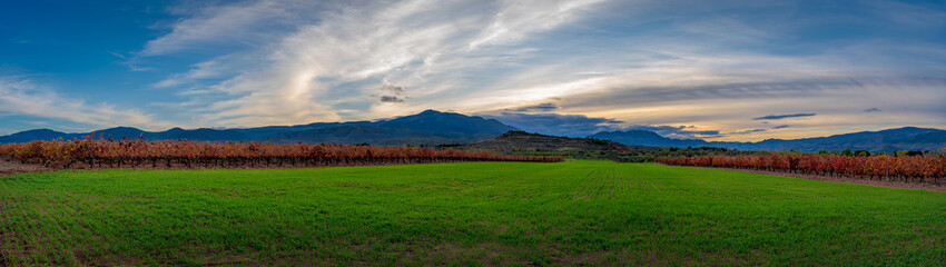Vineyards in autumn, green fields of cereal, sunset of intense colors in fields and mountains