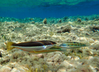 Marine life is a beautiful underwater world. Beautiful fish under the sea. Colorful fish. The Mediterranean Sea