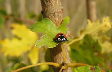 Ladybug on leaf in autumn garden