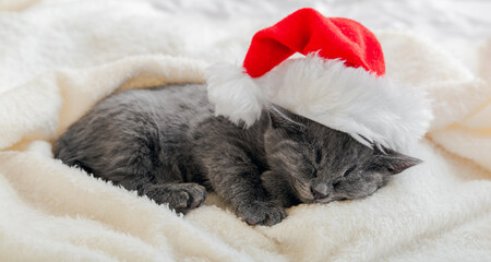 Christmas gray british cat portrait. Kitten in santa claus hat sleeping on soft fluffy white plaid. New Year gray kitten cat sleeping. Cozy cat sleep dream. Long web banner