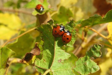 Ladybugs on a leaf in autumn garden, europe