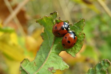 Two ladybugs on a leaf in autumn garden, closeup