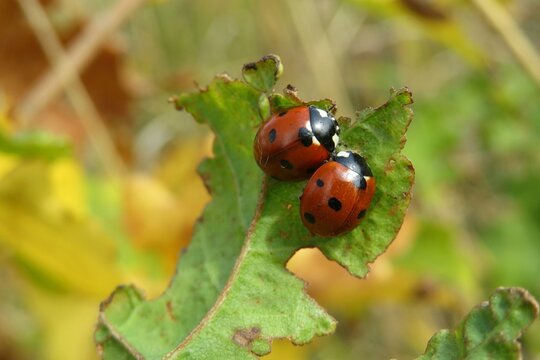 Two ladybugs on a leaf in autumn garden, closeup