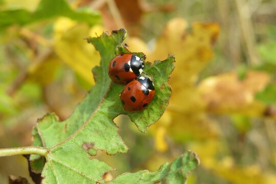 Two ladybugs on leaf in autumn garden, closeup